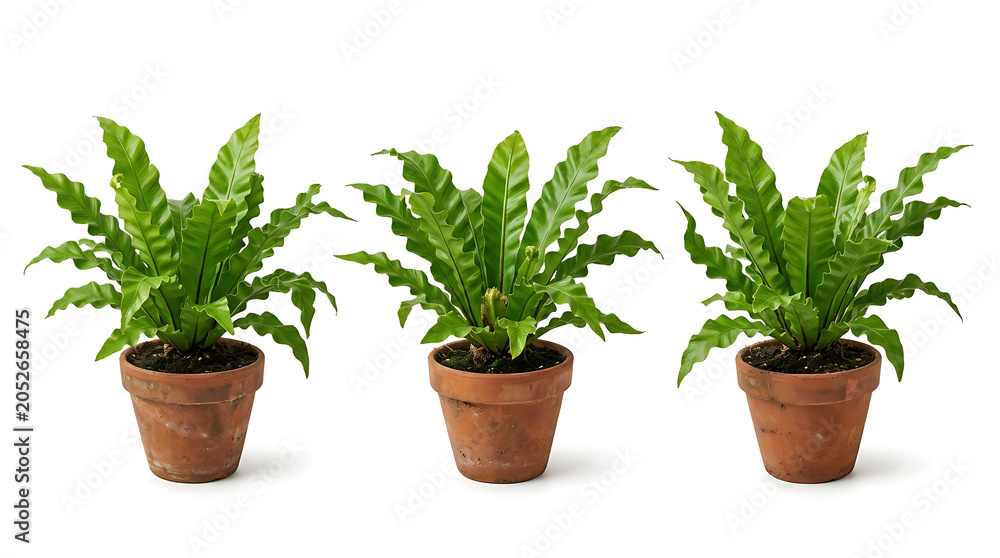 Fototapeta premium Three Vibrant Asplenium Nidus Fern Plants Isolated in Rustic Terracotta Pots