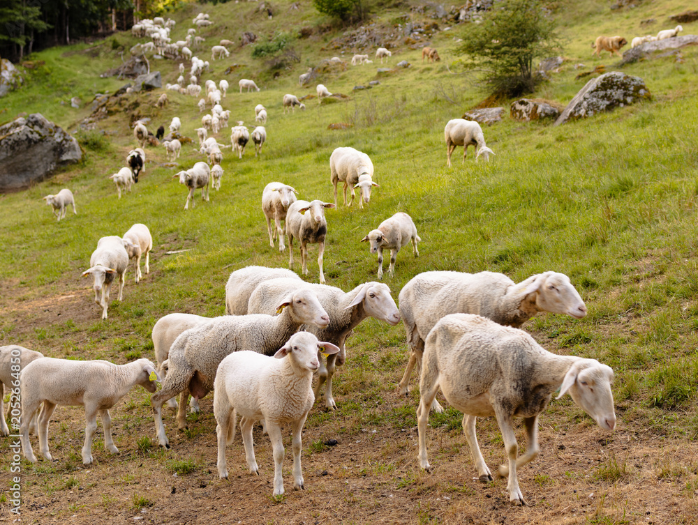 Obraz premium Flock of Sheep in a Mountain Pasture