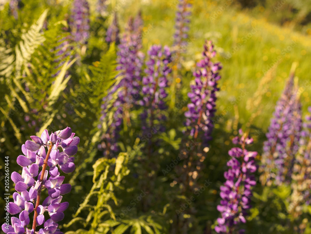 Fototapeta premium Colorful Meadow Flowers With a Soft Blurred Background