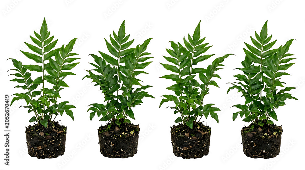 Fototapeta premium Four Identical Green Fern Plants with Soil Bases Isolated on a Crisp White Background