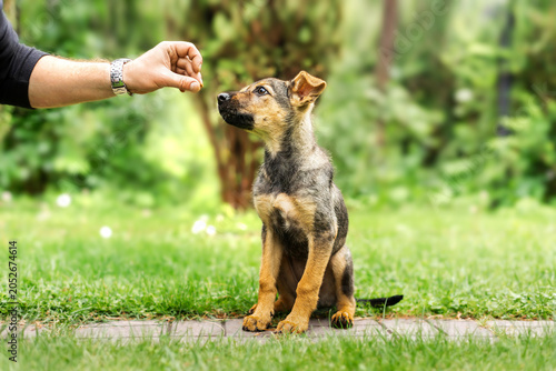 Obraz na płótnie Owner feeding a cute mixed-breed puppy in the park