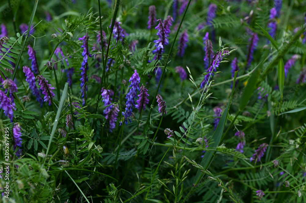 Obraz premium Hairy vetch, or Vicia villosa wildflowers, at springtime