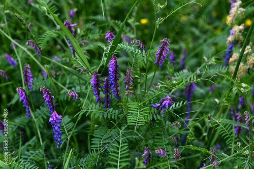 Hairy vetch, or Vicia villosa wildflowers, at springtime