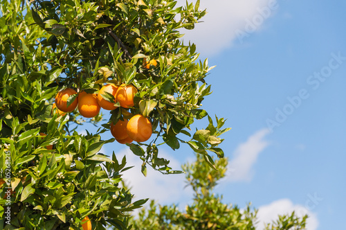 Orange Tree Branches In California Citrus Orchard