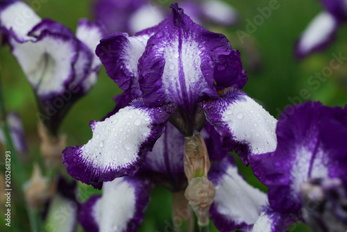 Macro photograph of a tall bearded iris (Iris barbata-elatior) with raindrops.