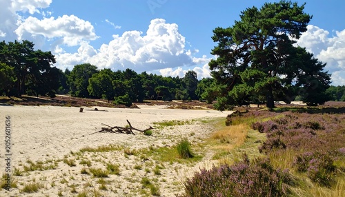 Sunny day scene of a sandy area beside blossoming purple flowers, green grass, and majestic evergreen trees. The sky is bright blue and full of white clouds