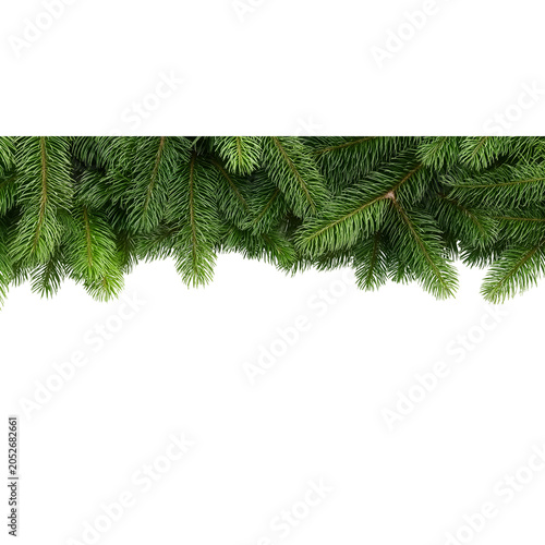 Close-up of Green Fir Tree Branches Christmas evergreen isolated on a transparent background