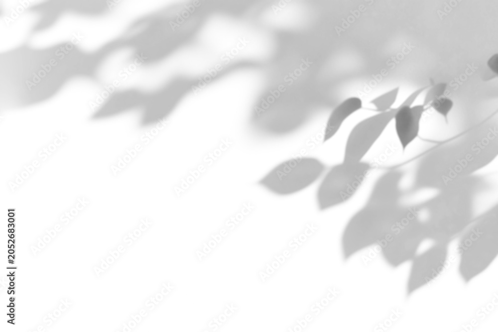 Obraz premium shadow overlay effect of natural tree leaves shadow over on white wall,abstract summer sunlight shadow on transparent background,branch shadow,flora shadow,leaf shadow
