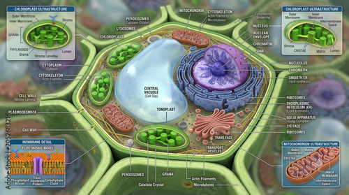 Plant Cell: Complete Ultrastructure and Organelles