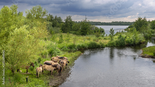 Konik horses in Molenplas protected area near Stevensweert, part of the Maas valley river park on the Netherlands Belgium border, designed for water storage and nature restoration