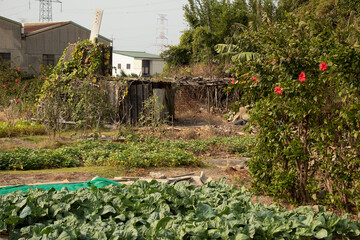 garden with flowers