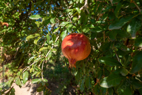 Single Ripe Pomegranate Hanging On Tree In Morocco