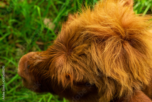 Baby Highland cow with green background