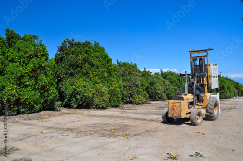 Tractor Working At Orange Orchard In California