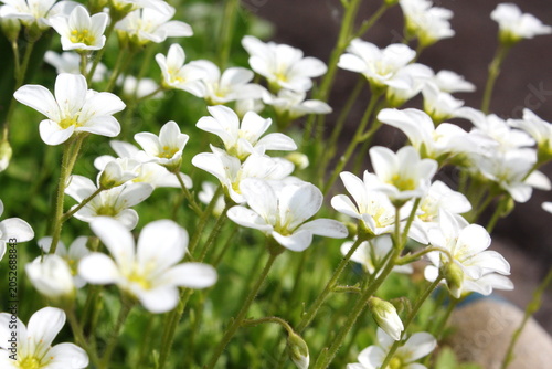 Foto Delicate white saxifraga flowers form a lush carpet in the garden soil
