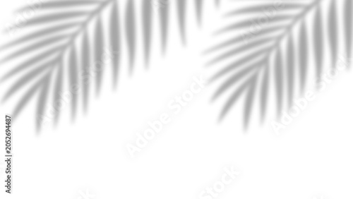 Overlay shadow effect of realistic tropical palm leaves on transparent background. Black and white coconut leaf blur shadow overlay summer decorative element design. Vector illustration.