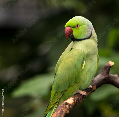 Fotografie An Indian Ringneck parrot - parakeet (Psittacula krameri)  perched on a branch