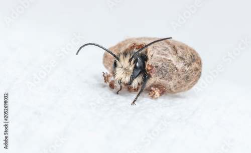 Foto Macro of a mason bee (osmia lignaria) hatching from its cocoon - pod