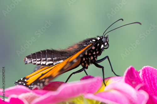 Fotografie Hairy butterfly - Side view of a male monarch butterfly (danaus plexippus) showing its body and setae hair