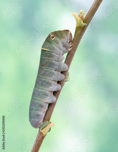 Foto Macro of a western tiger swallowtail (papilio rutulus) caterpillar, darkening after purging