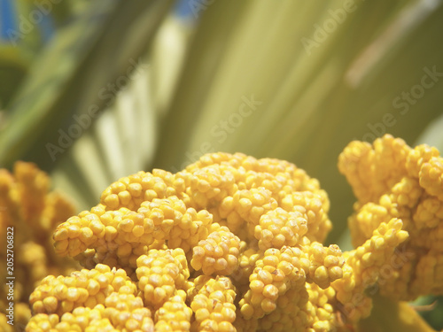 Foto Details of a kind of fruit (unhealthy) of a palm specie shooted close up focused on foreground
