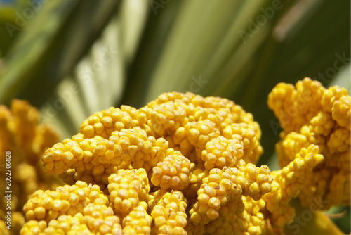 Photos Details of a kind of fruit ( unhealthy ) of a palm specie shooted close up focused on foreground