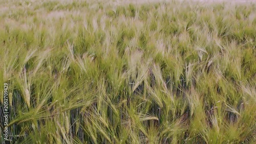 Impressionistic landscape captures harvest excitement, Autumn winds animate fields of ripening barley with energy
