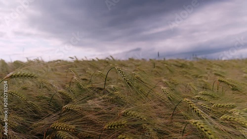 Stormy harvest scene, Dark clouds hover over ripening wheat, Tall stalks dance under ominous storm clouds looming ahea