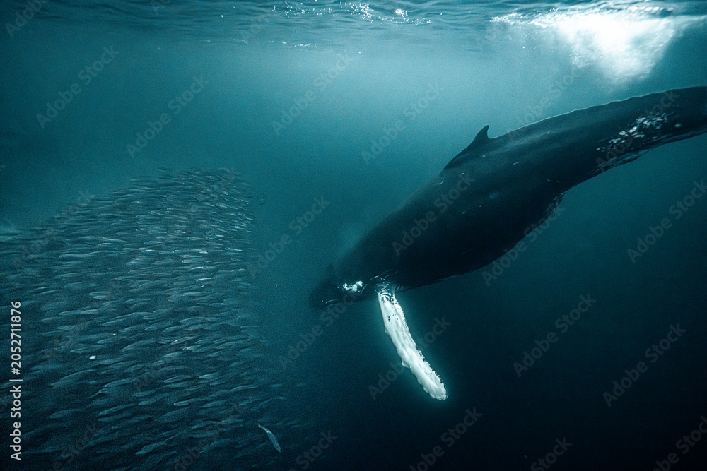 Obraz premium Humpback whale (Megaptera novaeangliae) feeding on herring during the annual herring migration in Norway