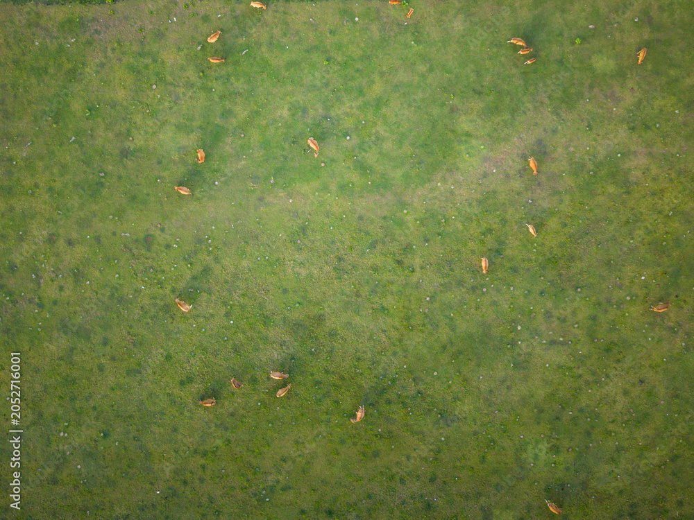 Obraz premium Aerial top down view of cattle herd grazing in green pasture field