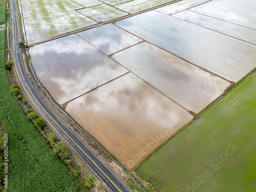 Schilderij op canvas Plantação de arroz e estrada SC 285