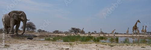 Φωτογραφία Giraffe (Giraffa camelopardalis angolensis) drinking at a waterhole in Onguma Na