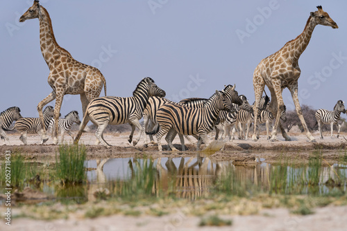 Mixed group of Giraffe (Giraffa camelopardalis angolensis) and Plains Zebra (Equus quagga) make a hasty exit from a waterhole in Onguma Nature Reserve abutting Etosha National Park, Namibia