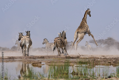 Mixed group of Giraffe (Giraffa camelopardalis angolensis) and Plains Zebra (Equus quagga) make a hasty exit from a waterhole in Onguma Nature Reserve abutting Etosha National Park, Namibia