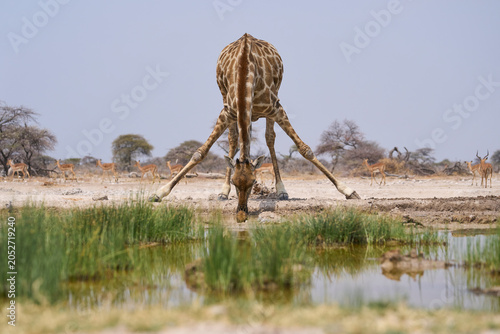 Foto Giraffe (Giraffa camelopardalis angolensis) drinking at a waterhole in Onguma Na