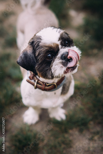 Cute Shih Tzu dog portrait outdoors with tongue out, creating a playful and expressive pet photo in a natural garden setting.