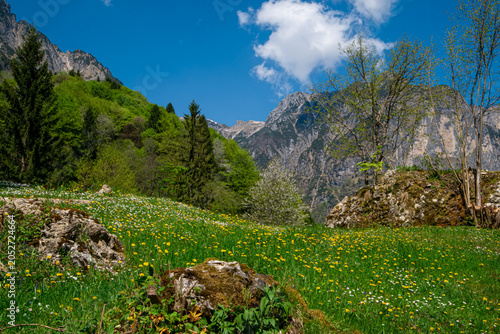 Foto Sunny spring landscape of blooming green valley with yellow dandelions and rocks in Valli del Pasubio, Vicenza, Italy