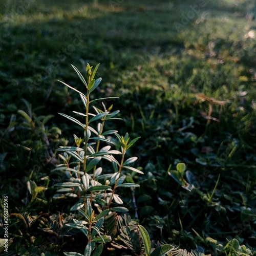 Organic green grass and white flowers grow alongside corn and olive branches in a vibrant spring field, braving both summer wind and winter snow as nature thrives