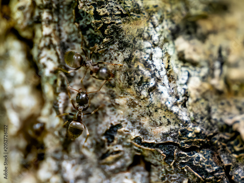 Canvastavla Close up picture of small black ants, called Odorous House Ants
