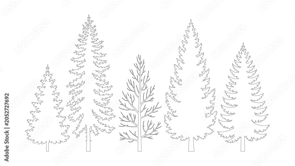 Obraz premium Set of five contour trees isolated on transparent background, outline pine trees.