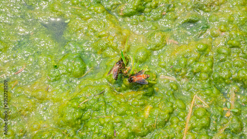 Foto Two bees are actively foraging on a vibrant, textured surface of green algae and murky water, with hints of dry grass or reeds visible nearby