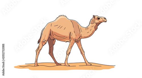 Canvas Print Camel walking on sandy ground alone.