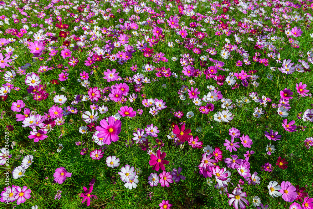 Fototapeta premium Colorful Pink and White Cosmos Flowers Blooming in Lush Green Field