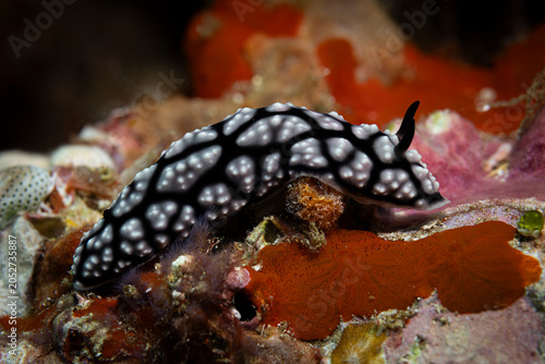 Foto Nudibranch @ Komodo, Indonesia