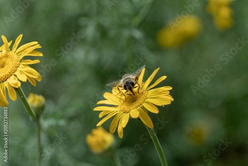 Foto Hoverfly on yellow flower in summer garden