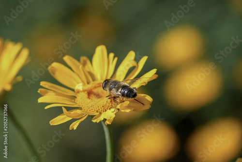 Foto Detailed hoverfly on yellow flower macro
