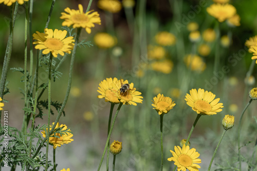 Foto Hoverfly on yellow wildflower in natural garden