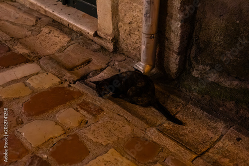Bild auf Leinwand Black street cat sleeping on stone pavement at night in Kotor old town Montenegro