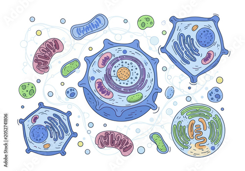 Schilderij op canvas Detailed illustration of various animal and plant cell organelles