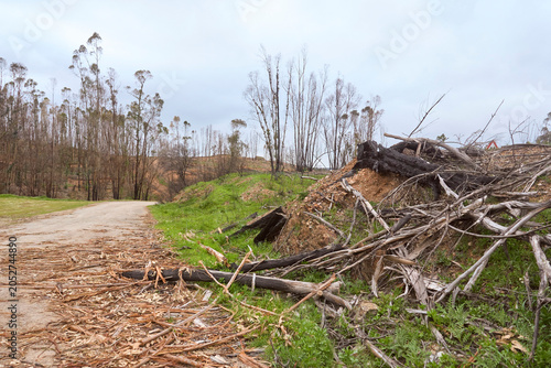 фотографія Horizontal photo of an eucalyptus forest cleared by a fire